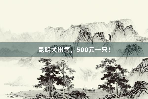 昆明犬出售，500元一只！